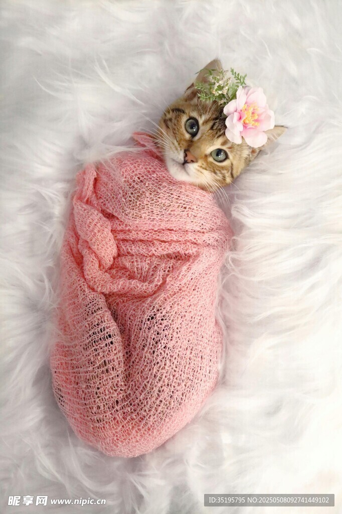 猫咪
