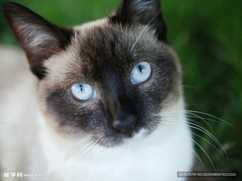 蓝眼暹罗猫特写