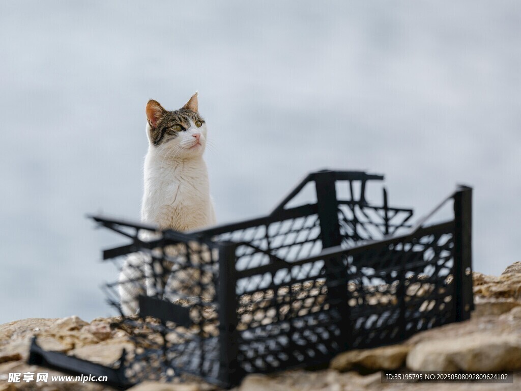 站在筐上眺望的可爱猫咪