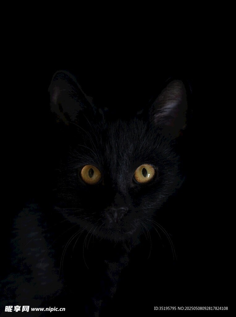 黑暗中的黑猫亮眼