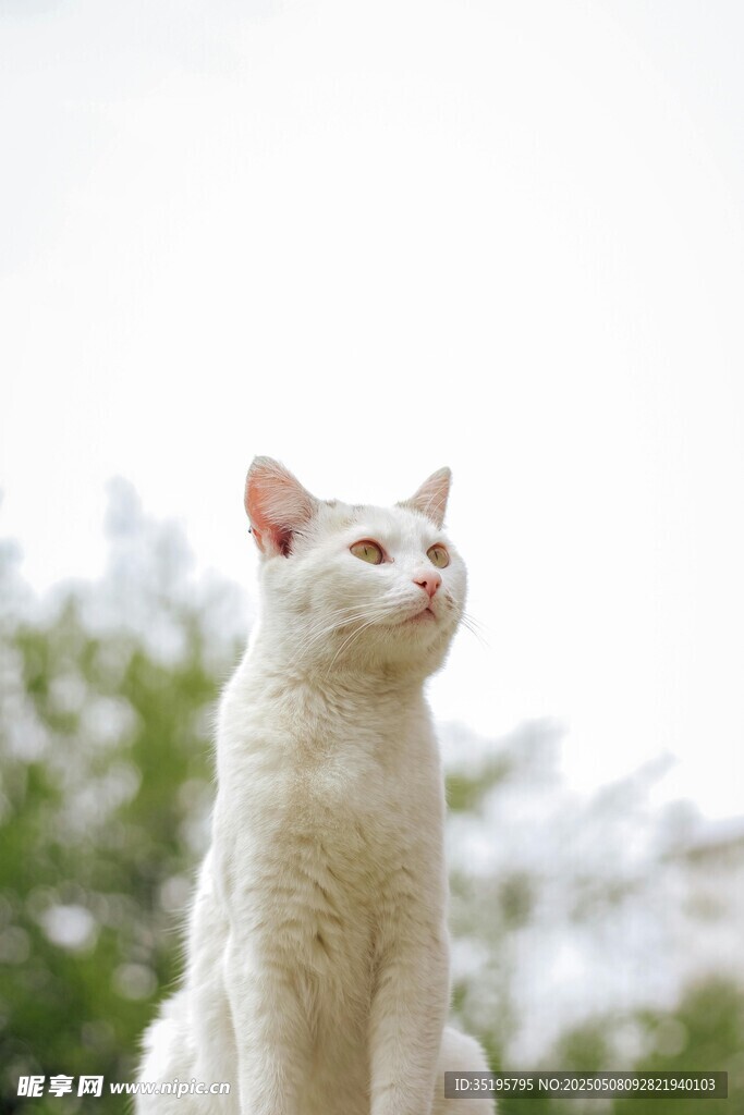 白色猫咪坐于绿意背景前