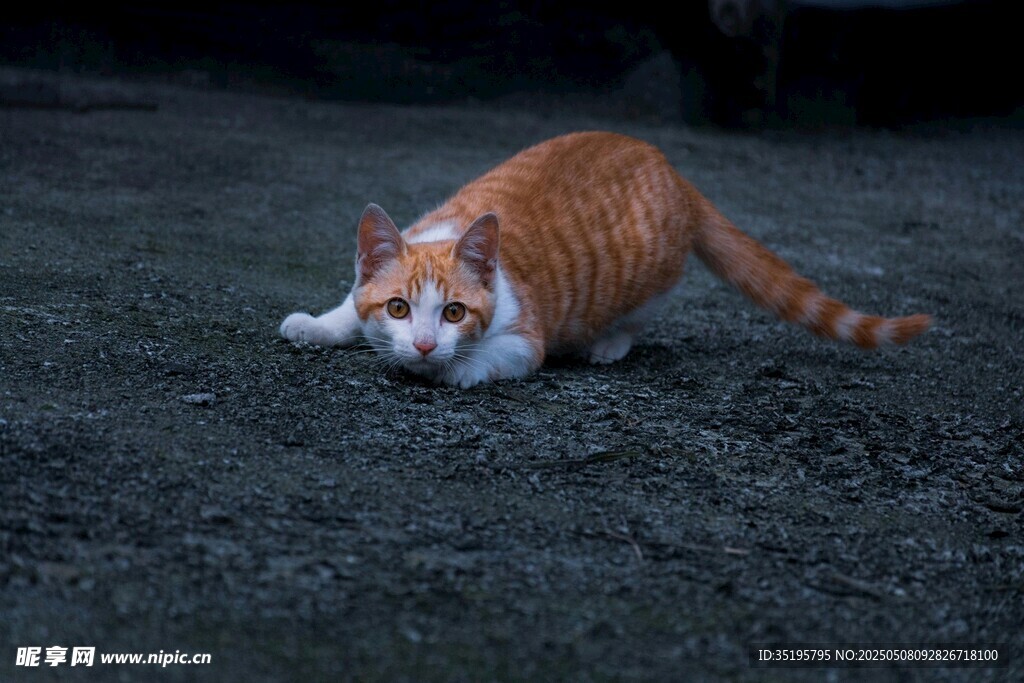 橘猫伏地准备出击