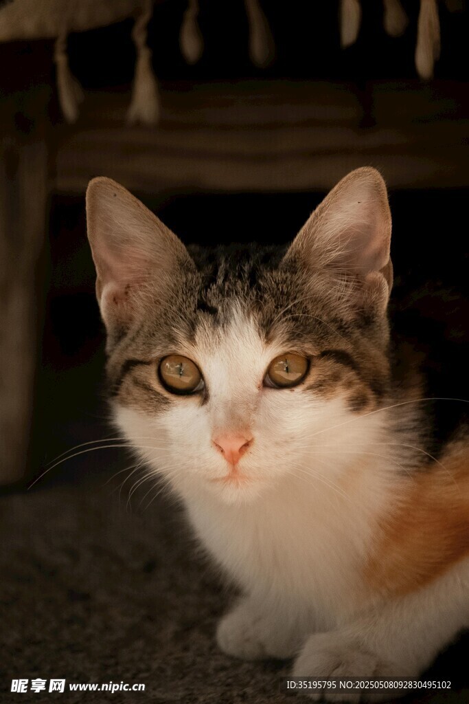 可爱三色猫咪安静趴卧