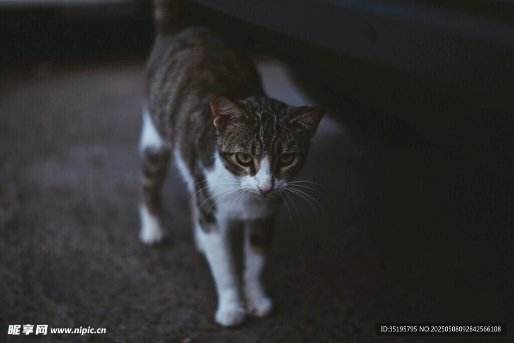 阴影下的斑纹猫咪