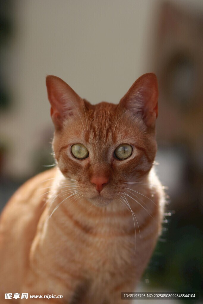 可爱橘猫凝视镜头