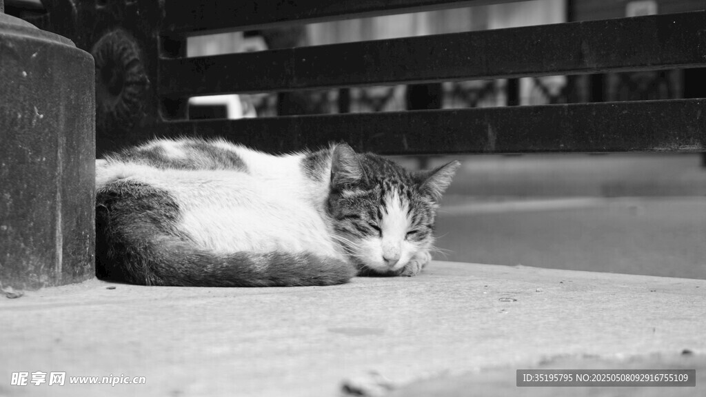 街边休憩的猫咪