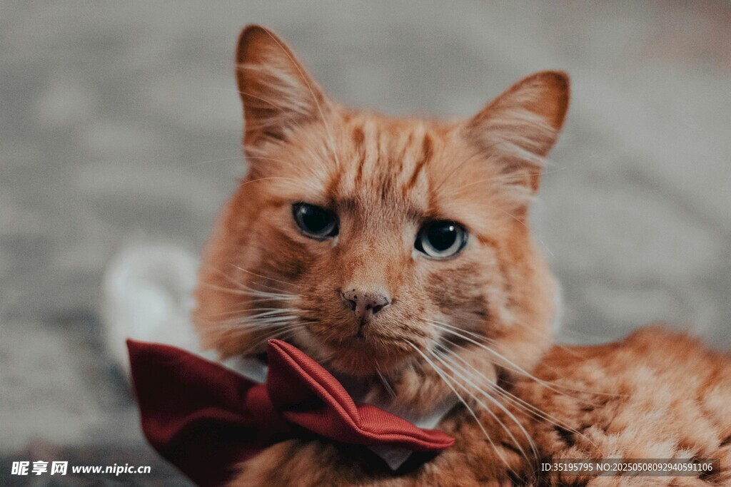 戴领结的橘猫