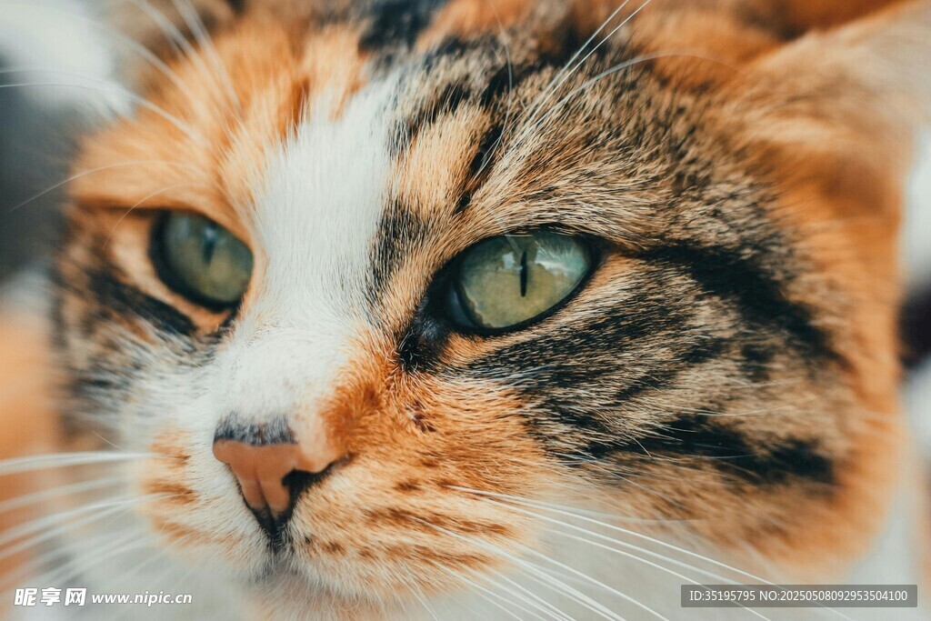 三色猫咪的特写瞬间