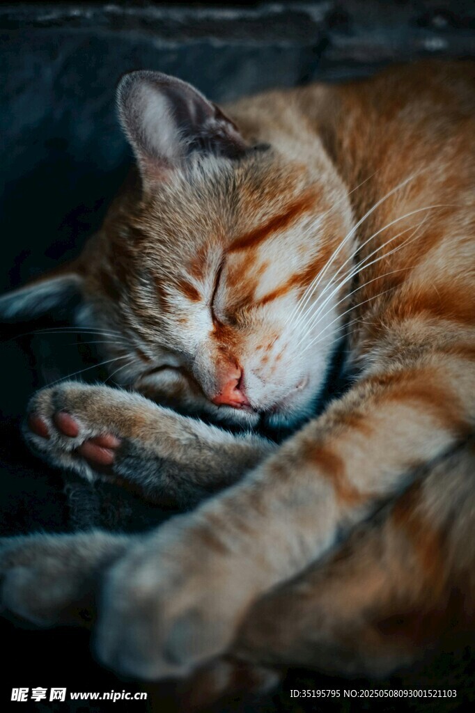 酣睡的橘猫