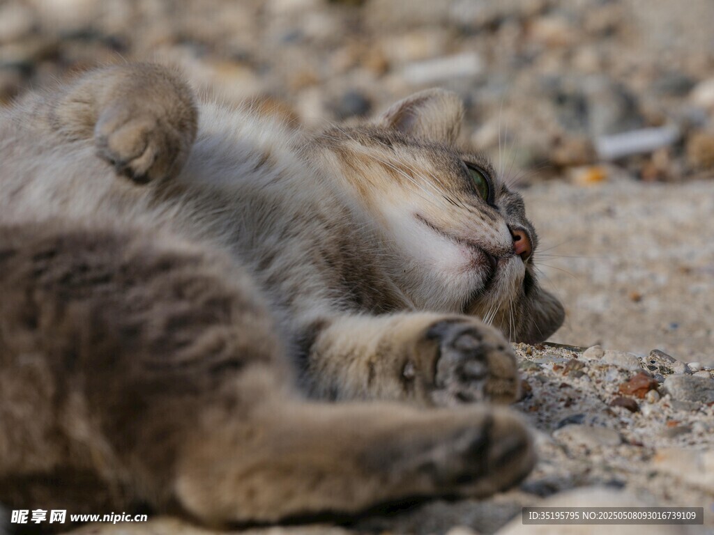 小猫惬意躺地享受时光