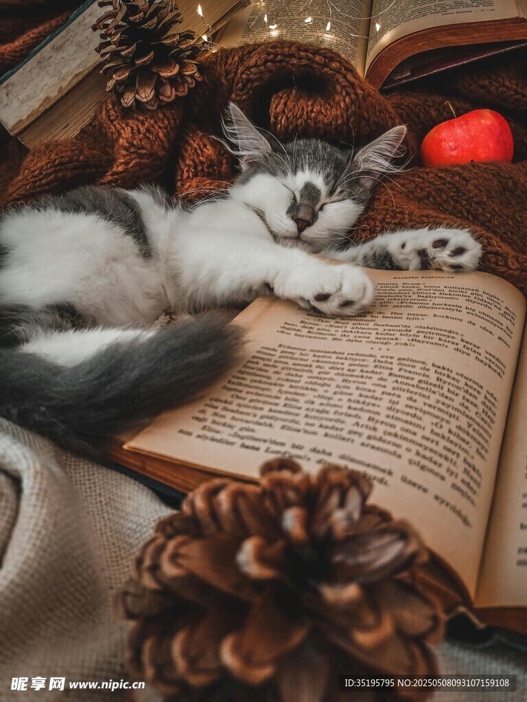 猫咪卧于翻开书本上小憩