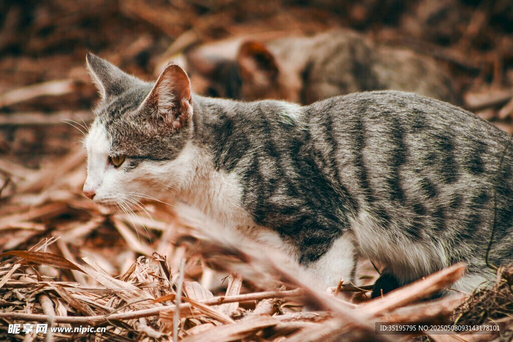 灰白斑纹猫于枯叶中探索