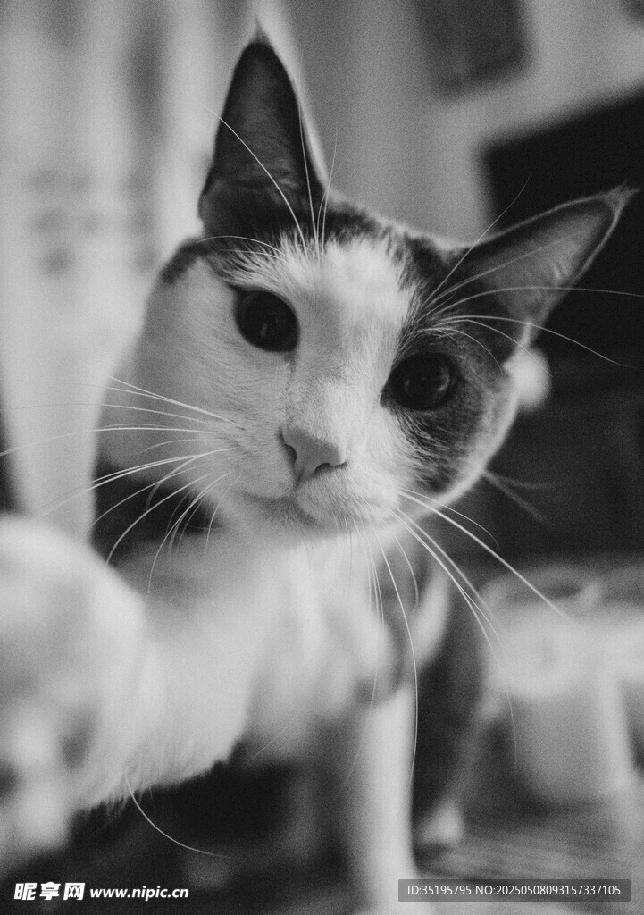 猫咪被逗趣瞬间