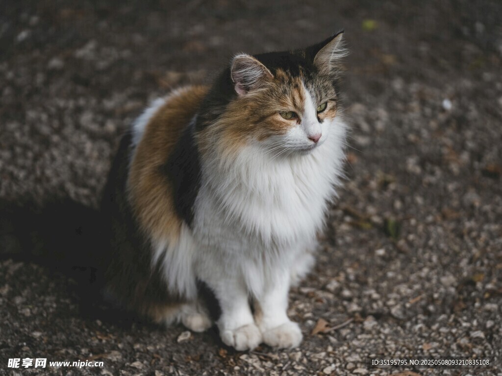 三色猫咪安静蹲坐
