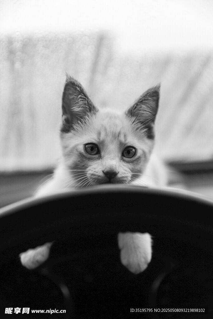 好奇小猫探头张望