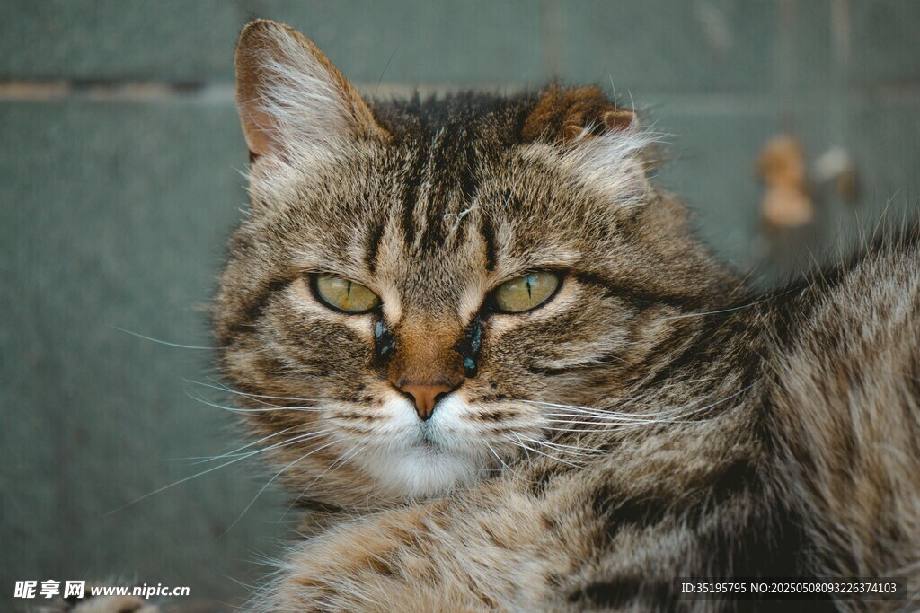 慵懒狸花猫