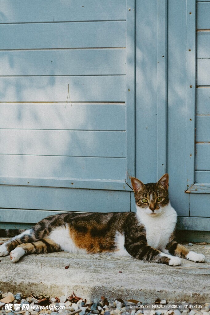 蓝墙下休憩的三色猫咪