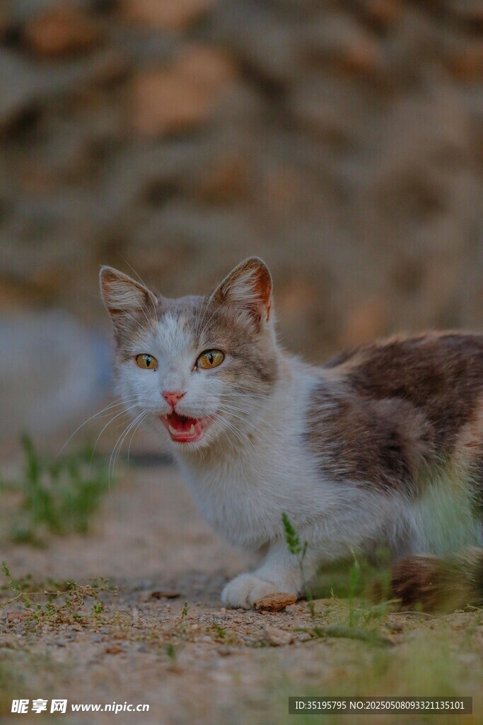 张嘴猫咪在户外