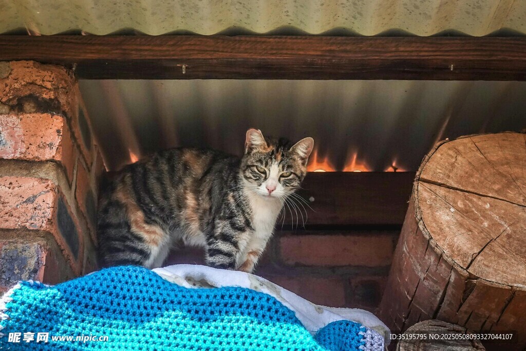 木架旁的条纹猫咪