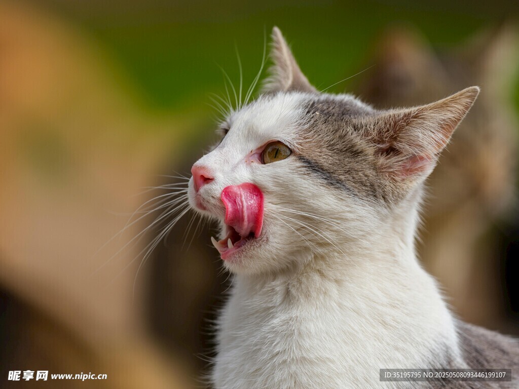 猫咪吐舌卖萌超可爱