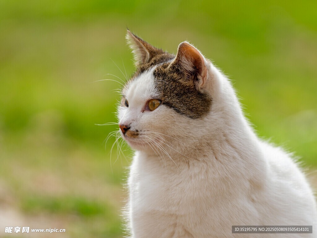 白棕相间猫咪户外侧影