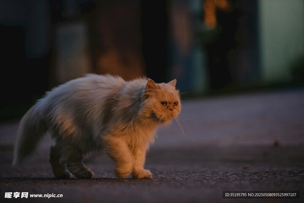 黄昏下漫步的白色猫咪
