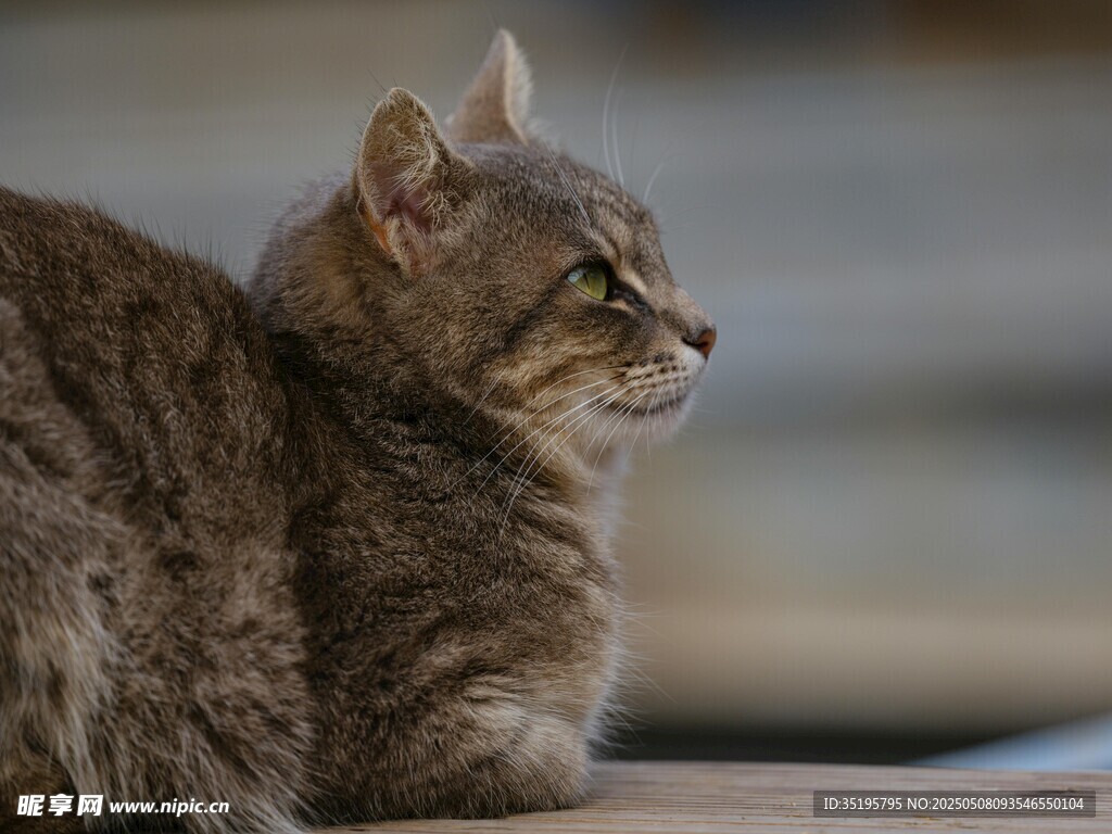 侧卧凝视的灰毛猫咪