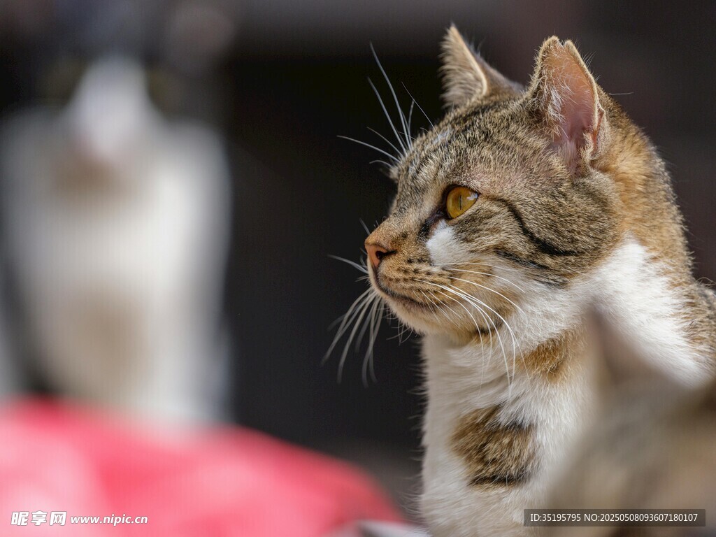 可爱猫咪侧头专注模样