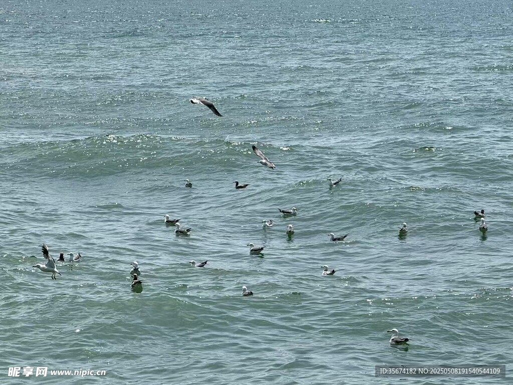 海面上飞翔与休憩的鸟儿