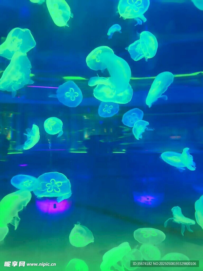 梦幻水母在水中轻盈游动
