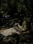 青城山树林