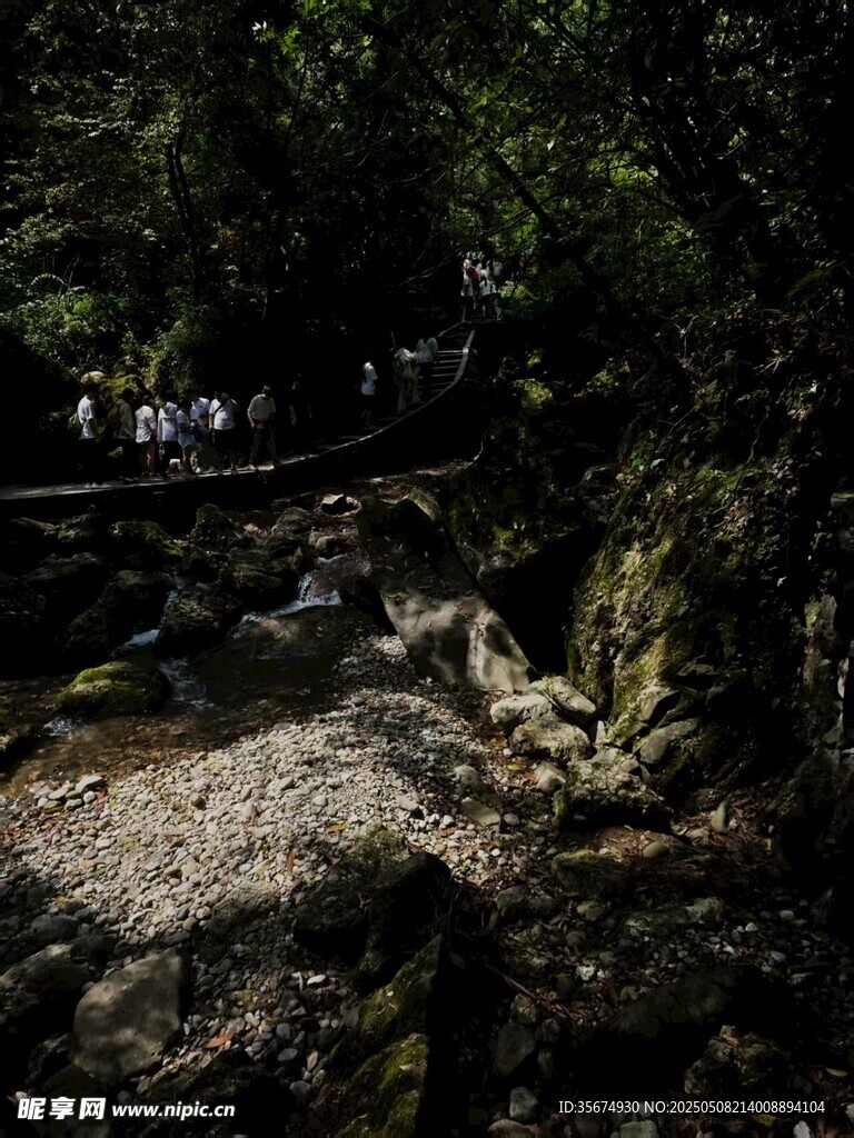 青城山树林