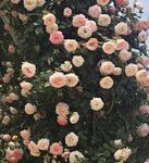 玫瑰
