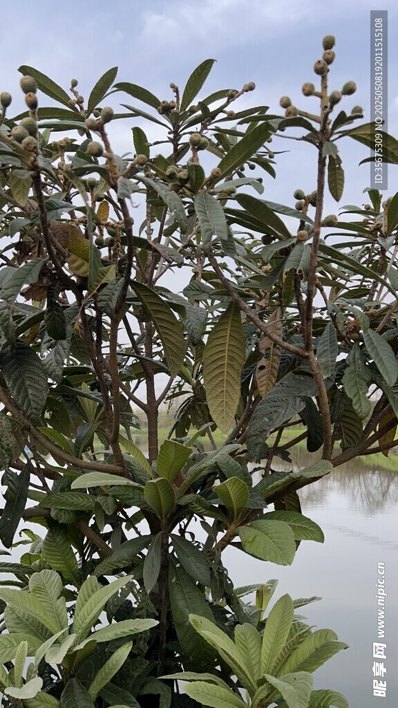 水边生长的繁茂植物