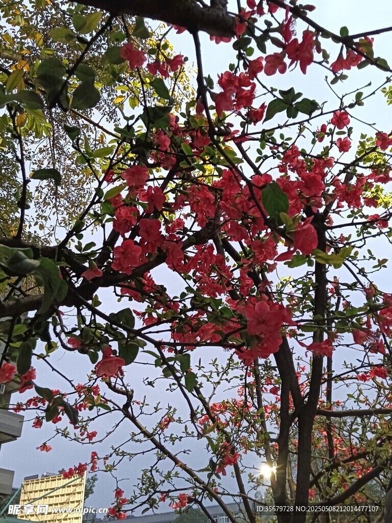枝头绽放的艳丽红花