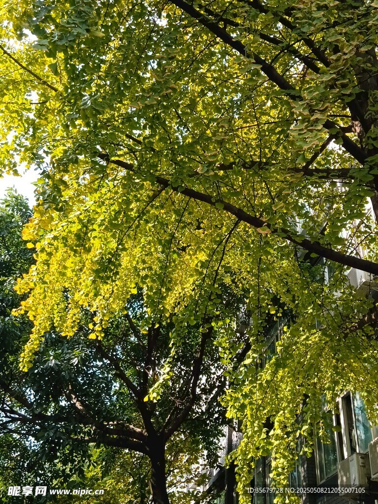 阳光下的金黄银杏枝叶
