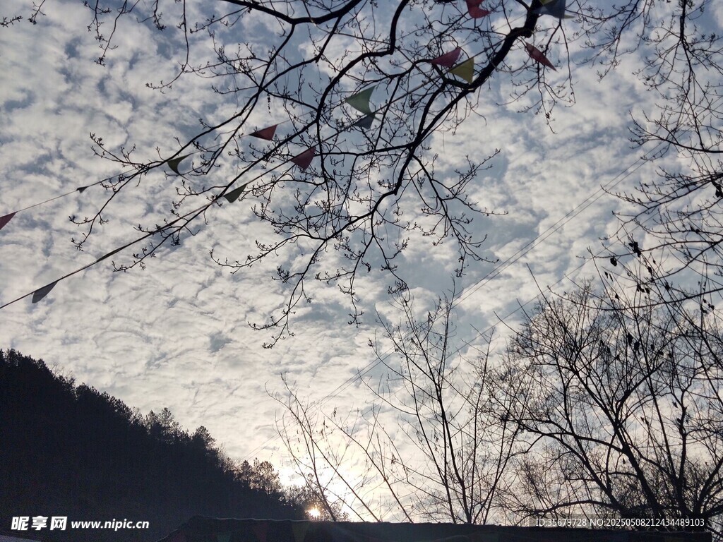 冬日树枝映衬下的天空