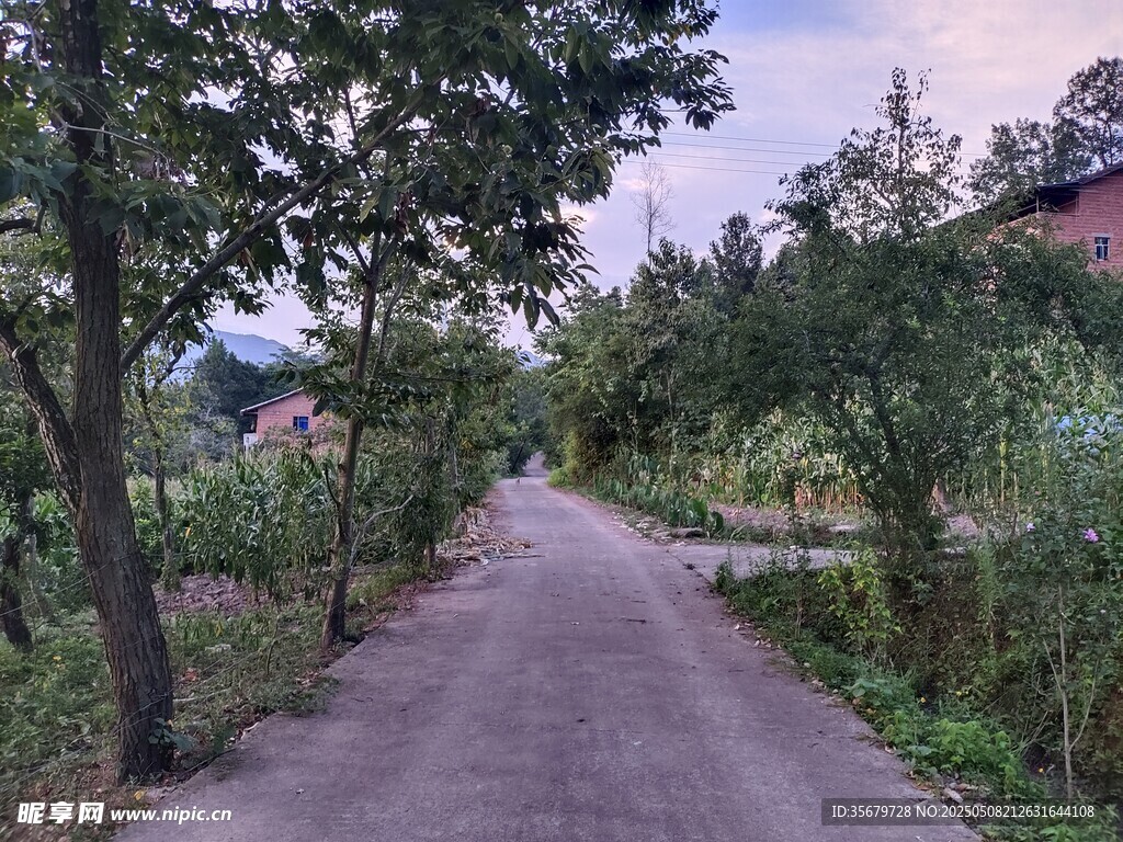 乡间小路旁绿树环绕