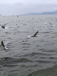 海鸥
