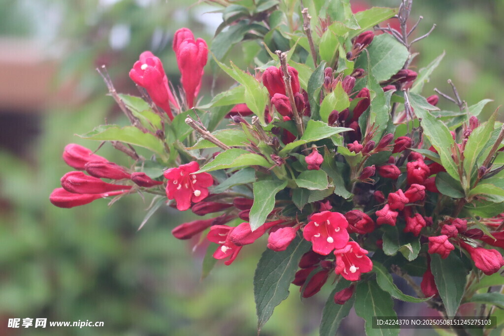 锦带花