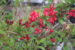 锦带花