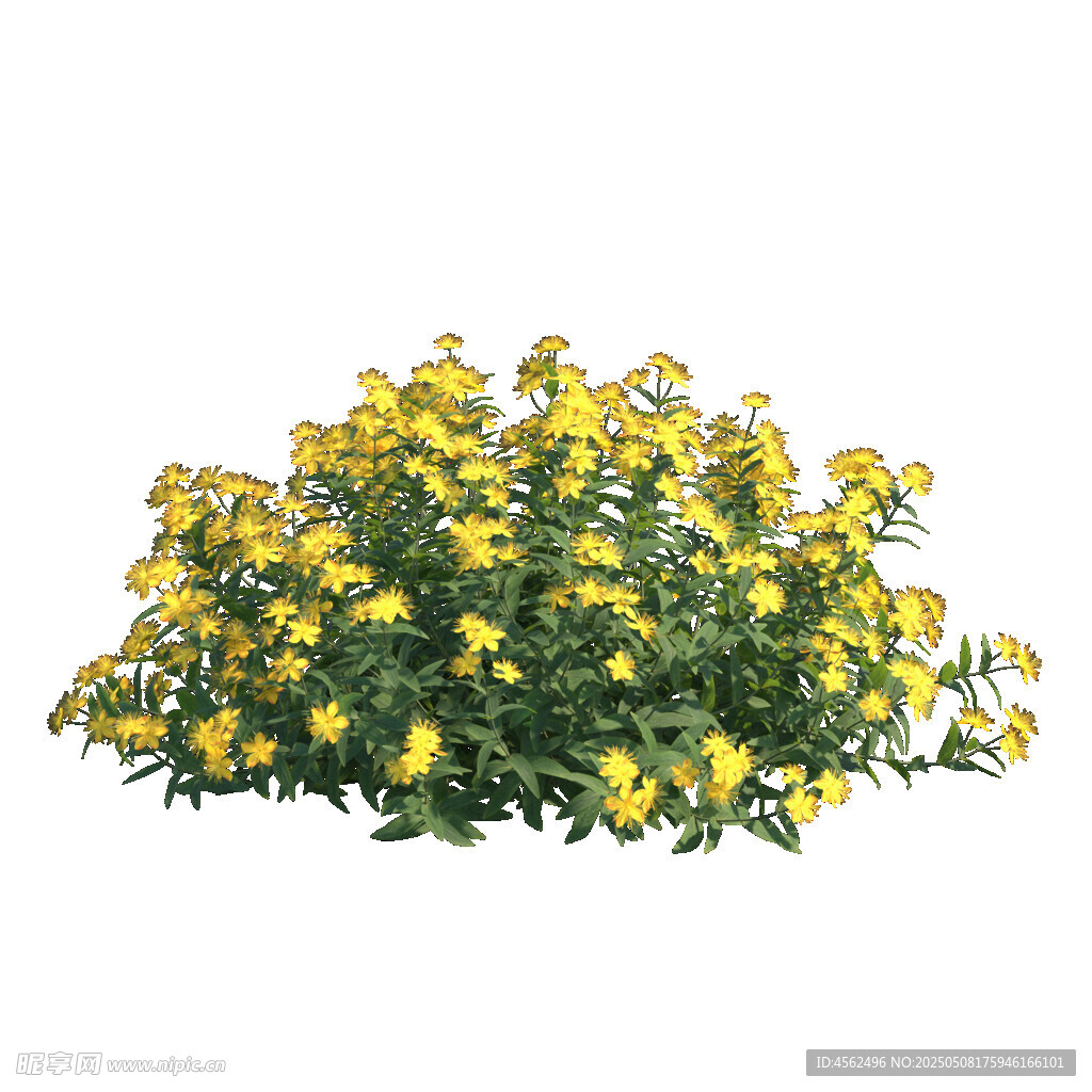 黄色花卉植物特写