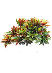多彩仿真植物摆件