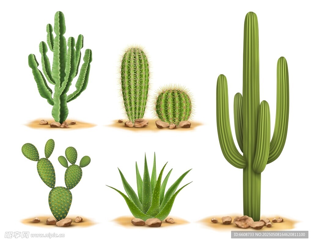 多样仙人掌植物集合