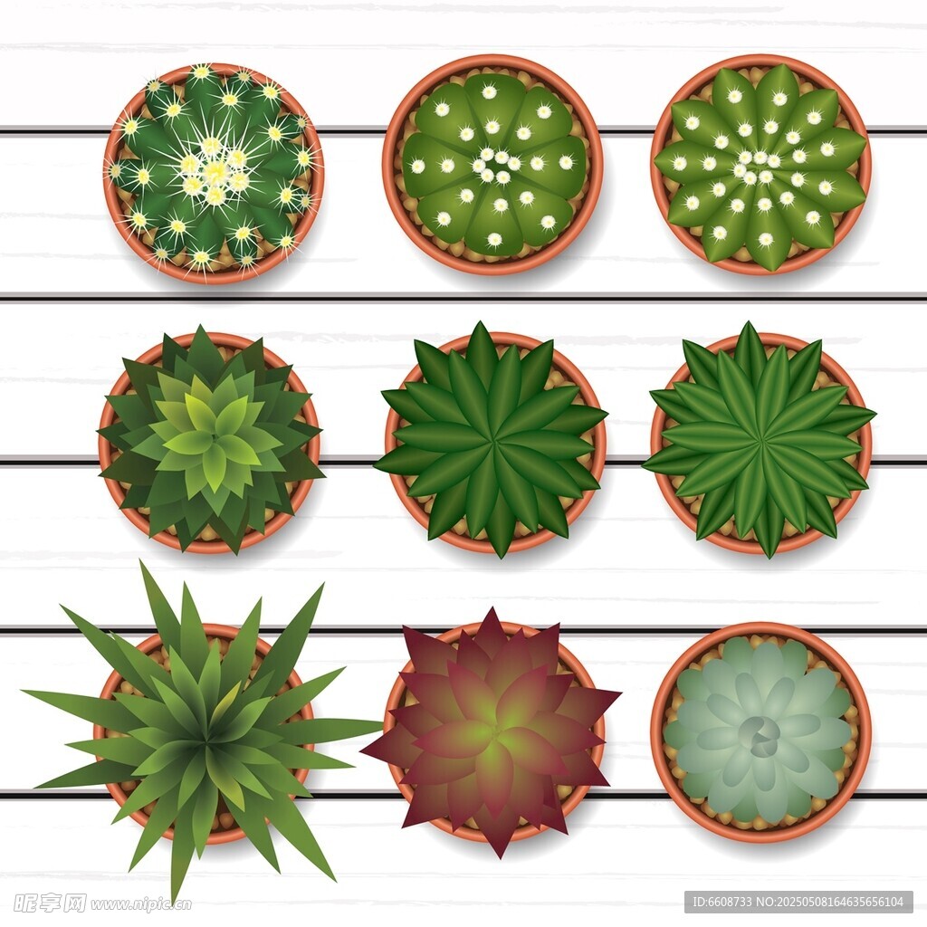 多样盆栽绿植展示