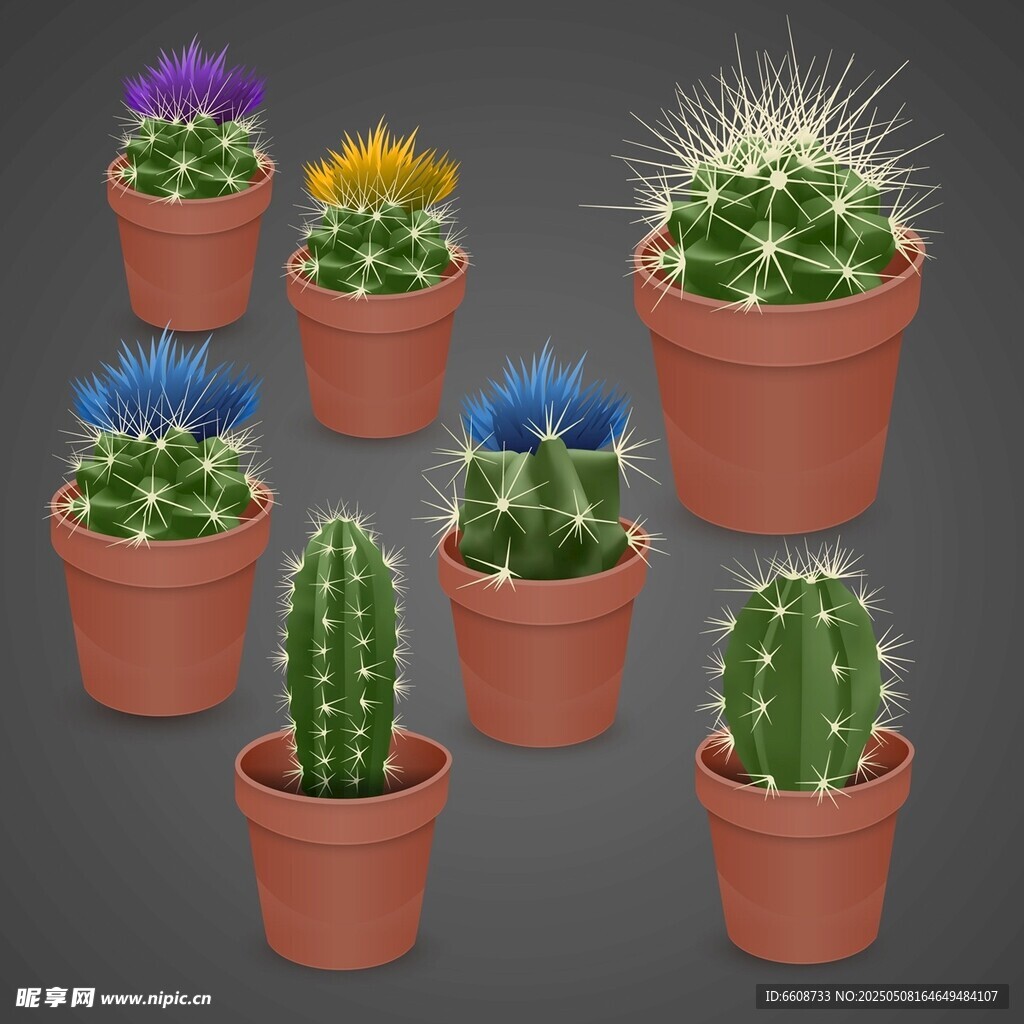 多彩盆栽仙人掌集合