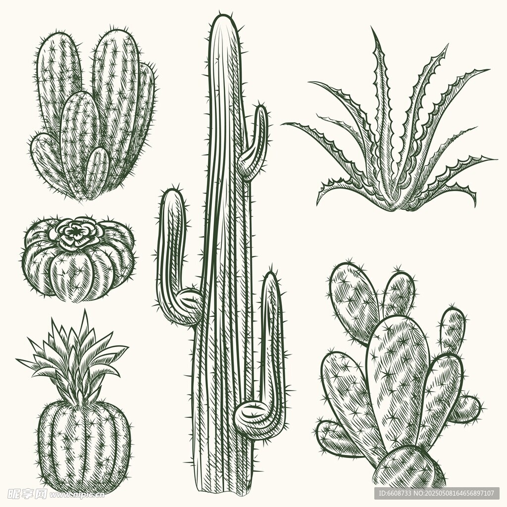 手绘仙人掌植物插画