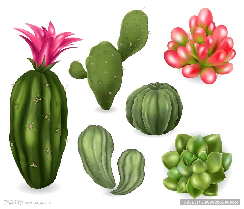 多样仙人掌植物插画