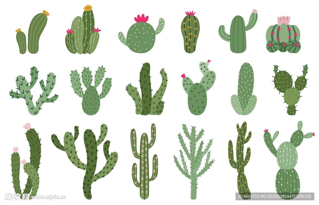 多样仙人掌植物插画