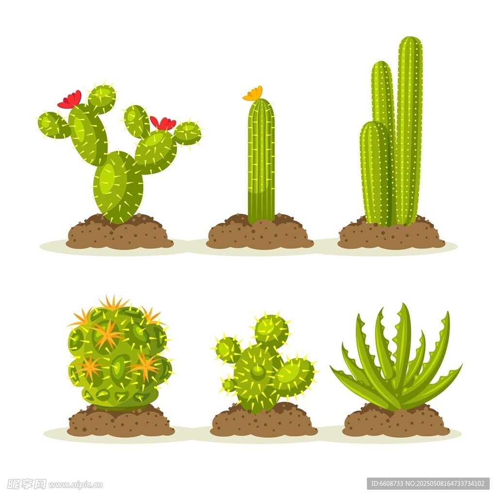 多样仙人掌植物插画展示